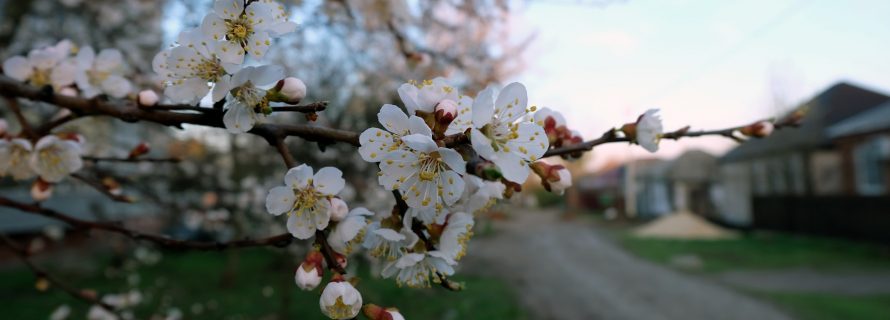 Blog Image