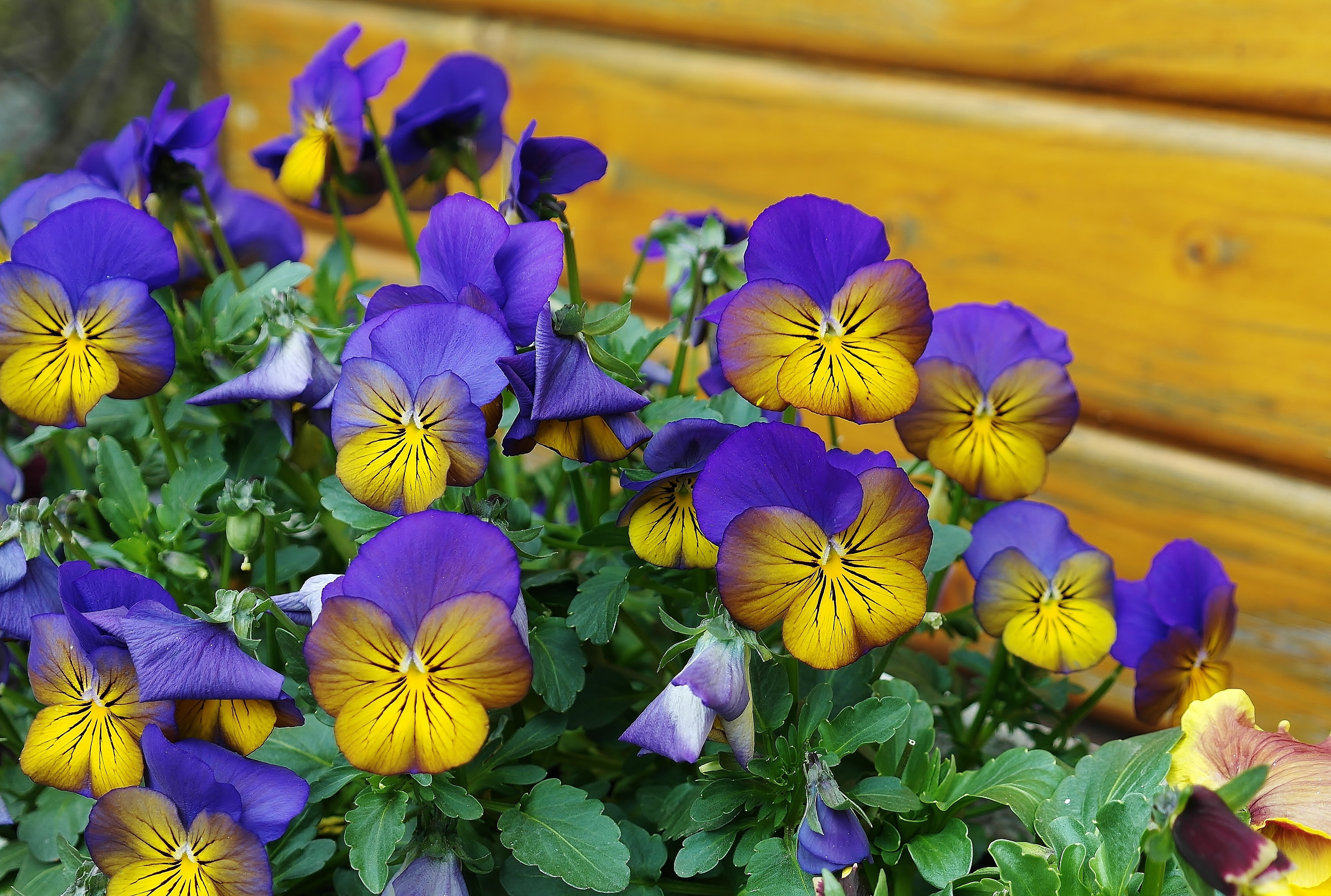 Cleaning Up Your Garden Ideas