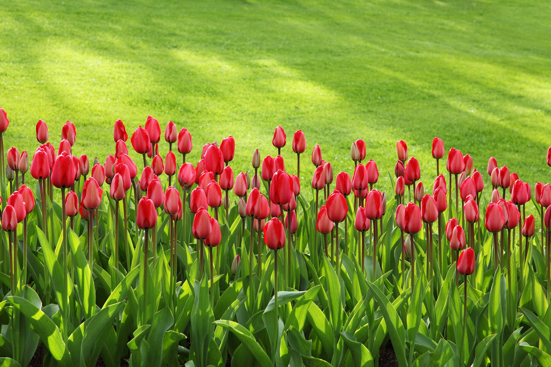 How To Take Care of Your Lawn in Every Season