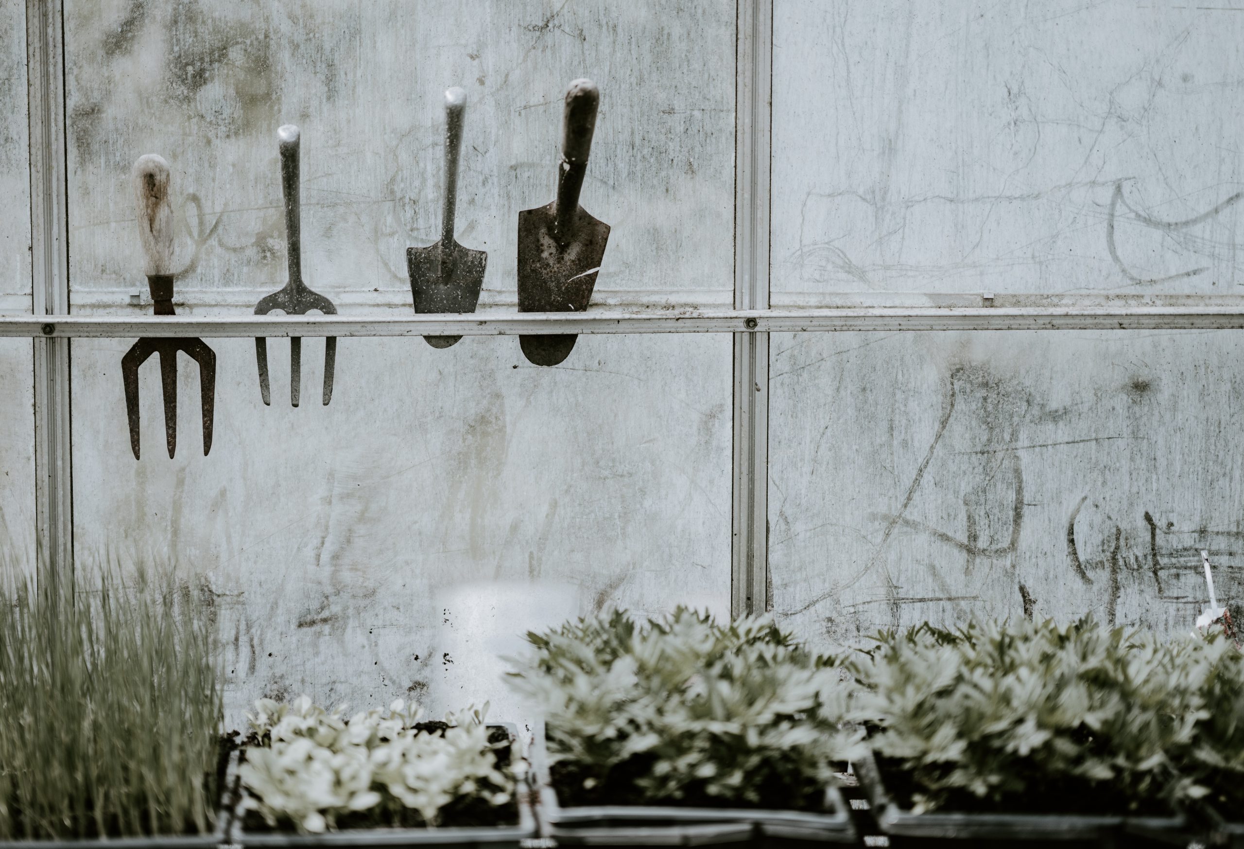 How to Disinfect a Gardening Tool