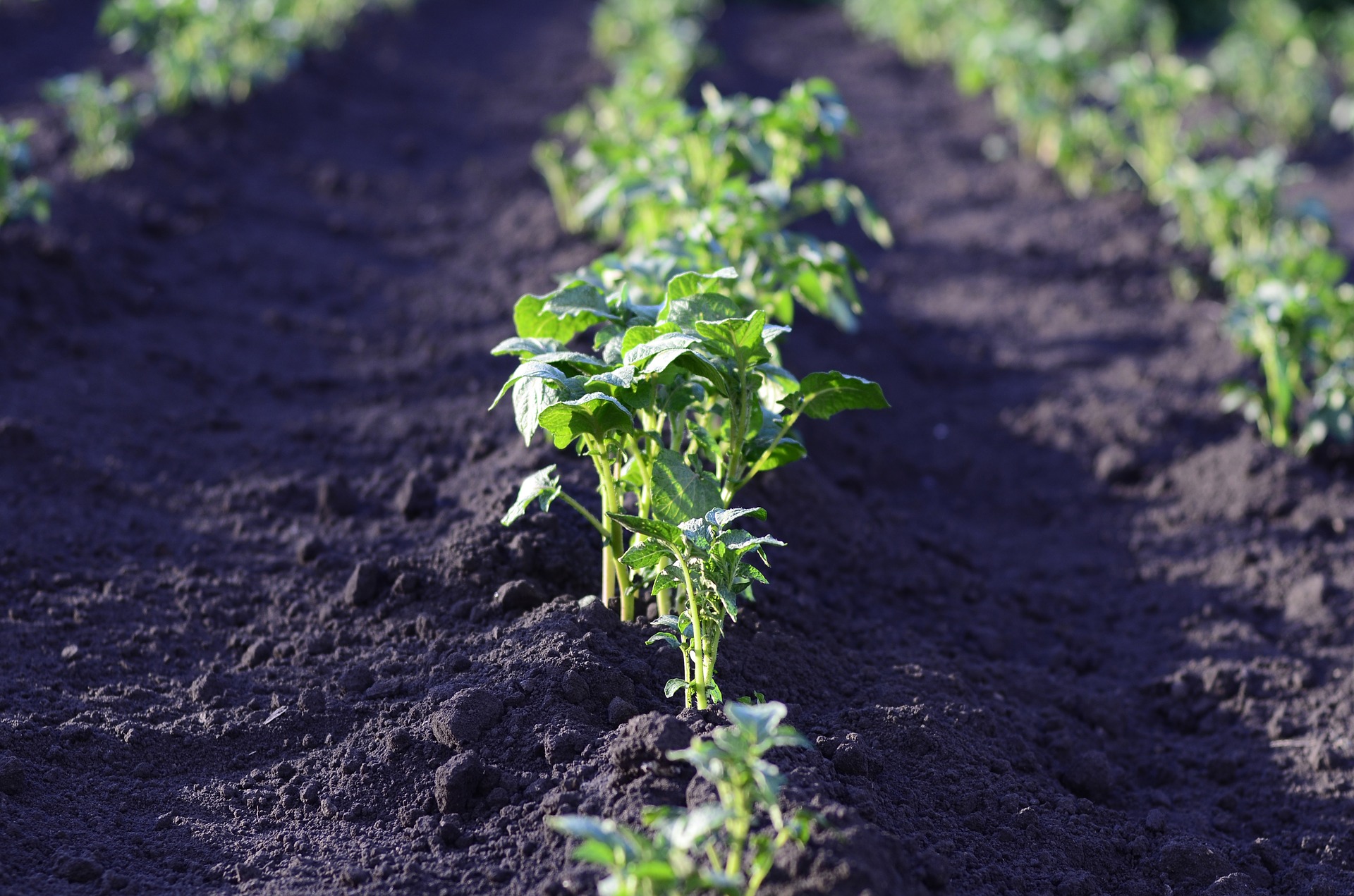 Secrets to Jump Start Your Summer Garden