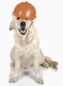 Construction dog