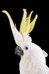 Cockatoo